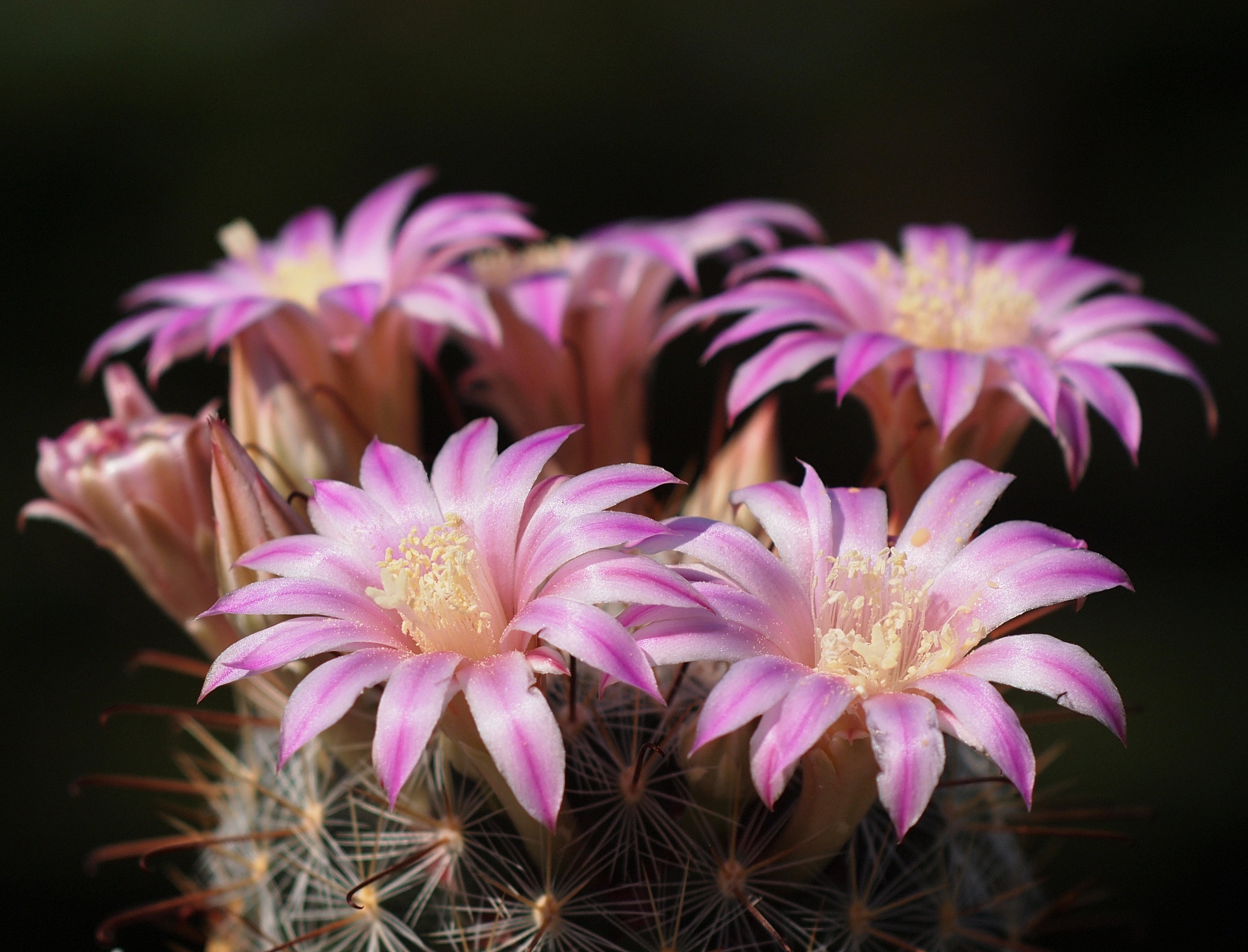 Mammillaria longiflora