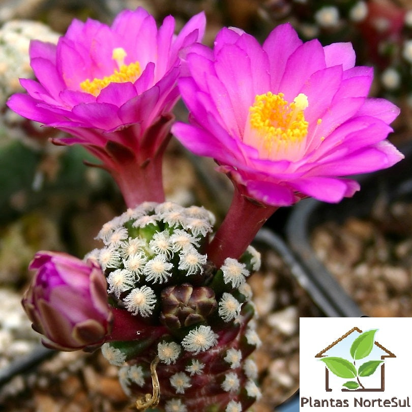 Mammillaria theresae