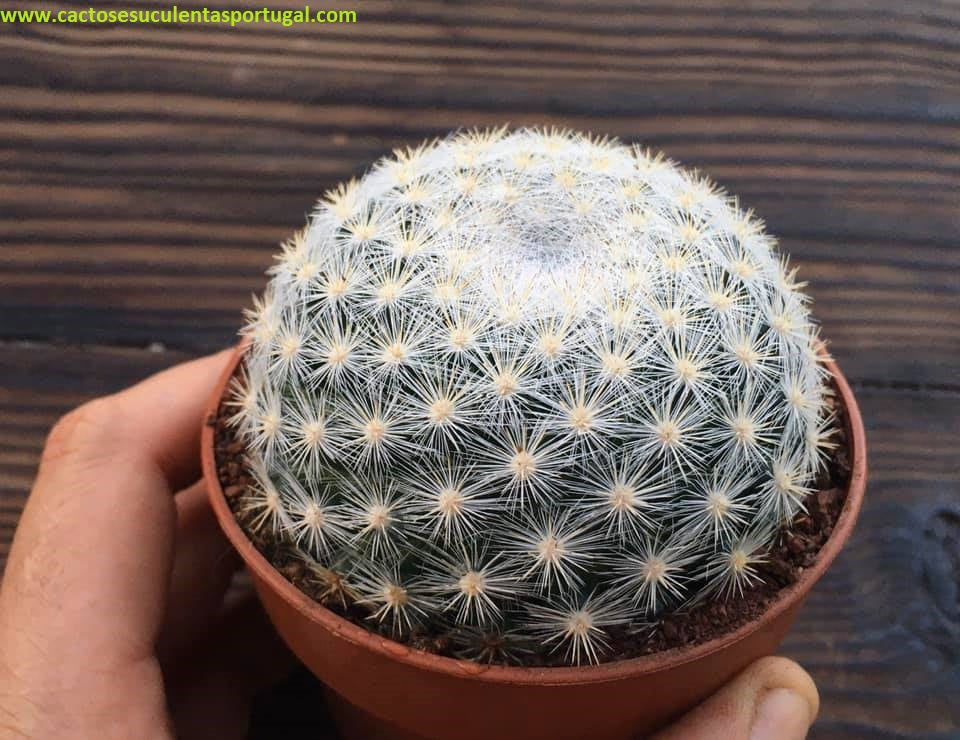 Mammillaria Candida