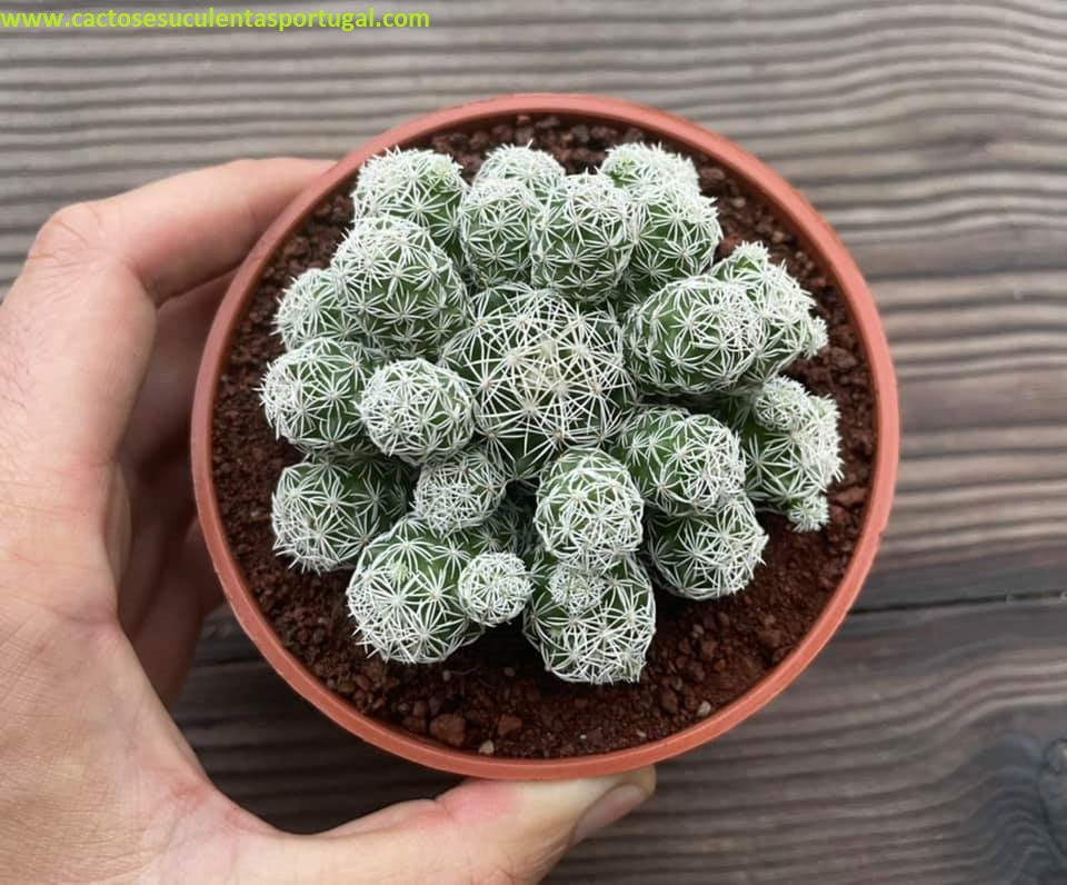 Mammillaria gracilis fragilis