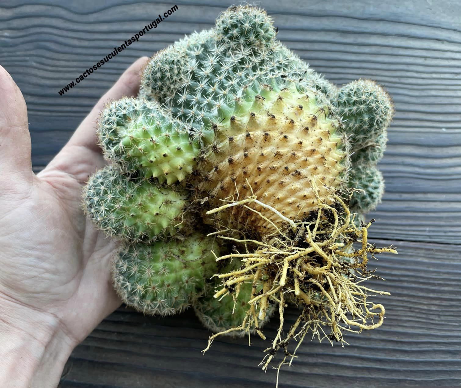 Mammillaria marksiana