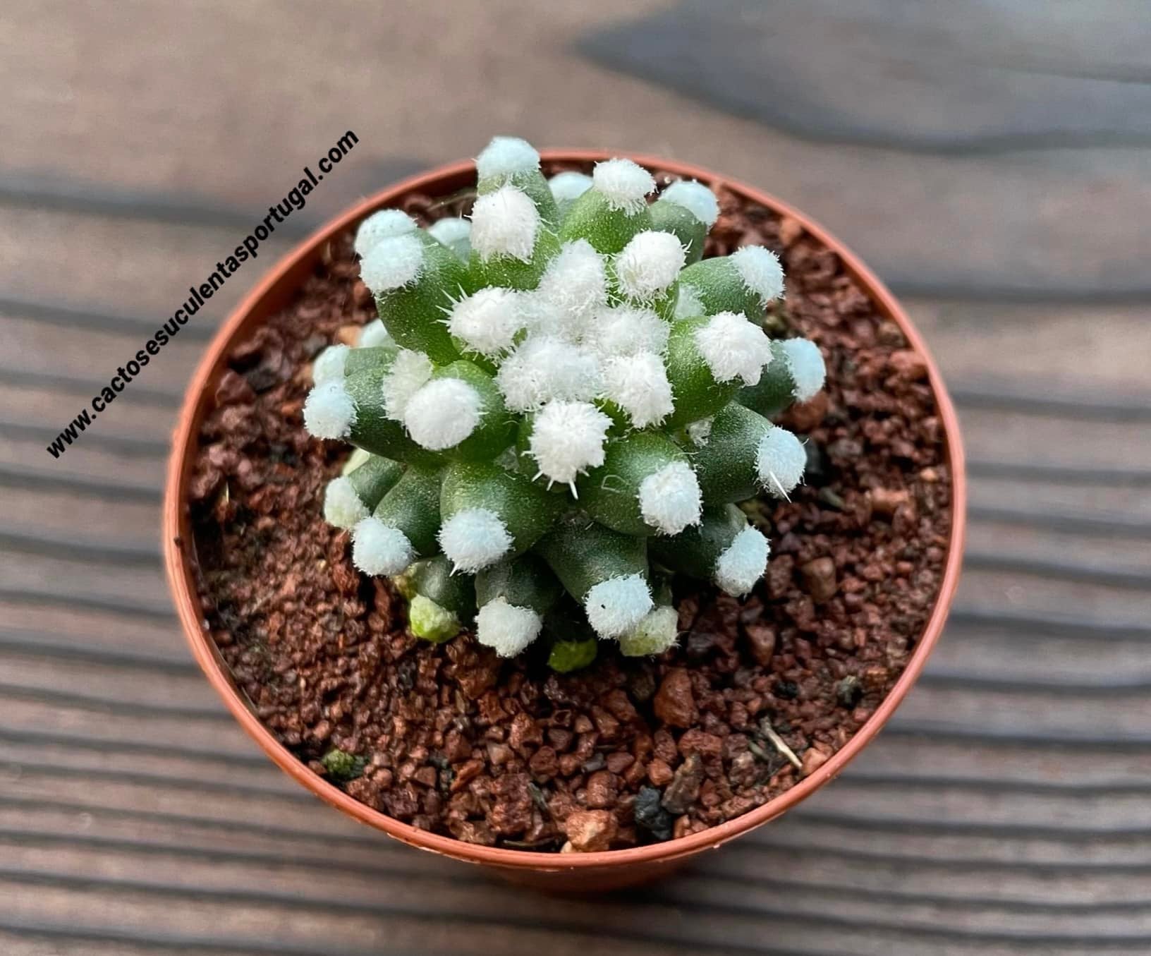 Mammillaria vetula subsp. gracilis 'Arizona Snowcap'