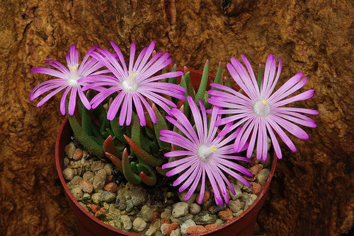 Marlothistella uniondalensis