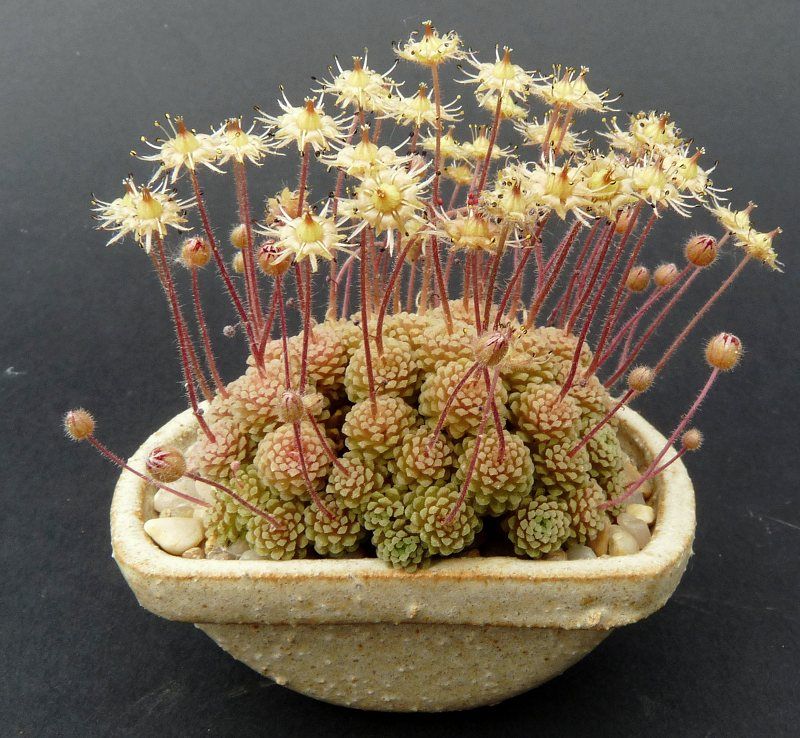 Monanthes Polyphylla