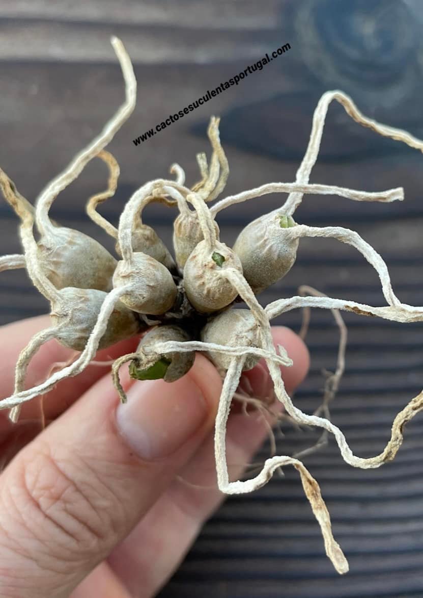Monilaria moniliformis