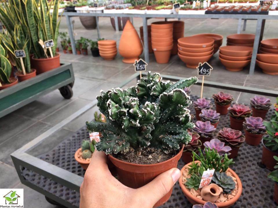 Monvillea spegazzinii cristata