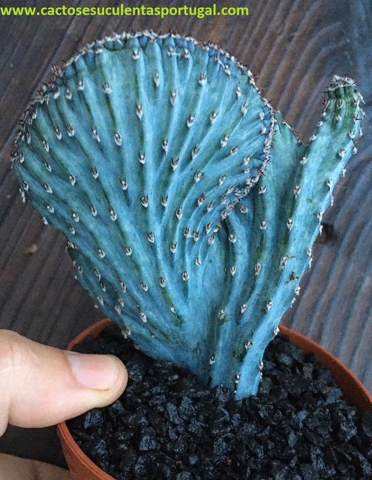 Monvillea spegazzinii cristata
