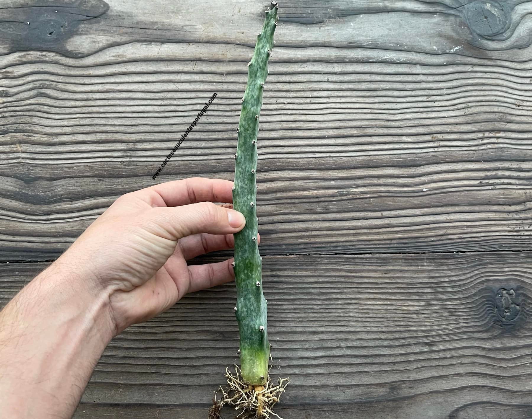 Monvillea spegazzinii