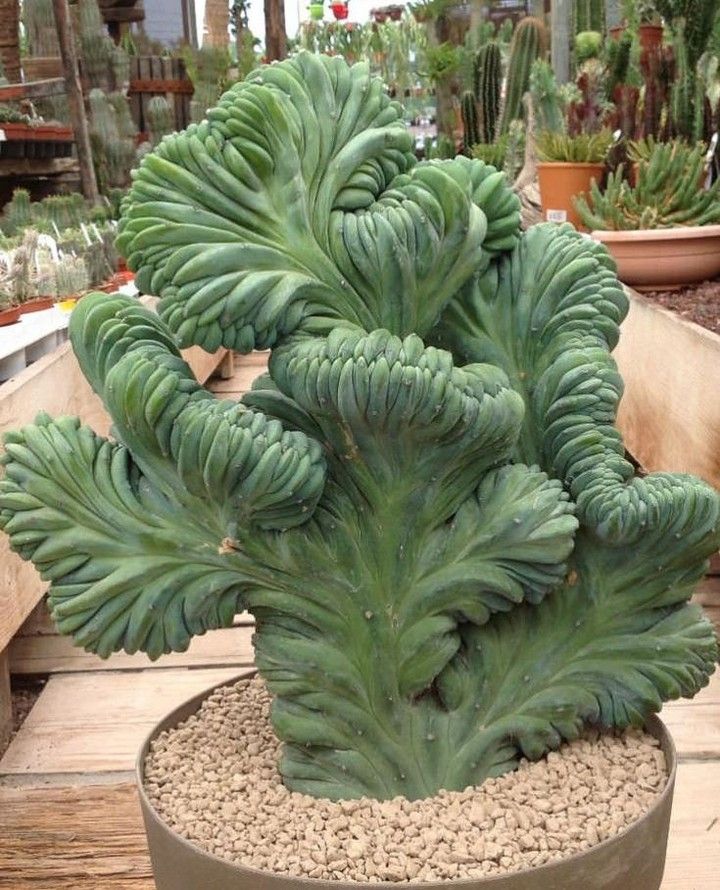 Myrtillocactus geometrizans cristata