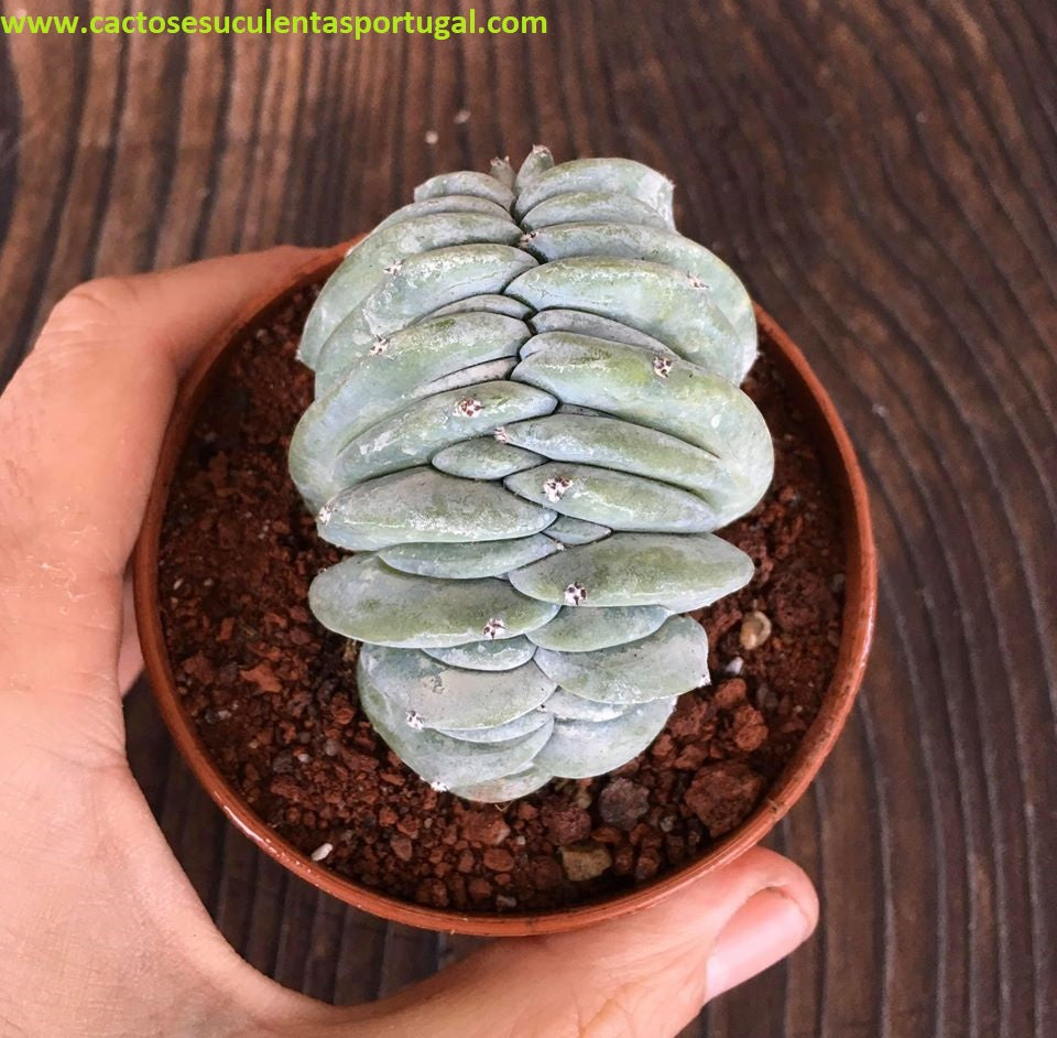 Myrtillocactus geometrizans cristata