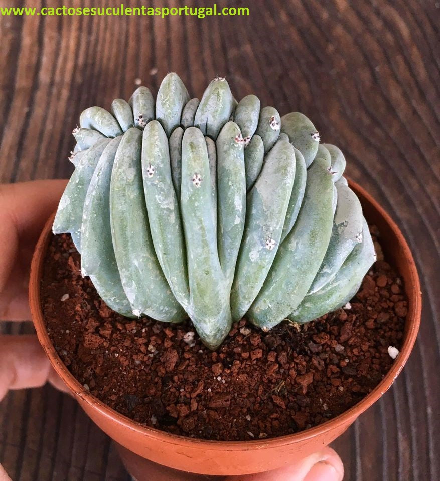 Myrtillocactus geometrizans cristata