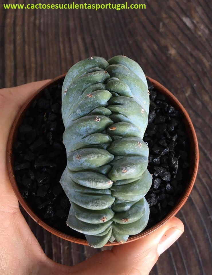 Myrtillocactus geometrizans form. cristata