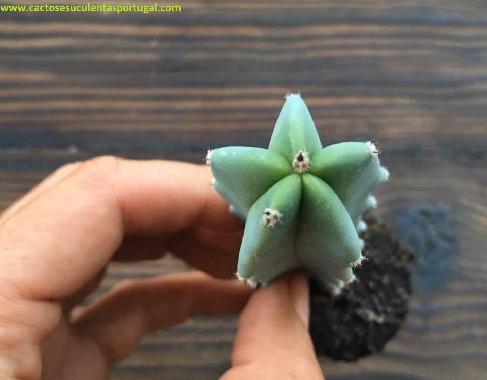 Myrtillocactus geometrizans
