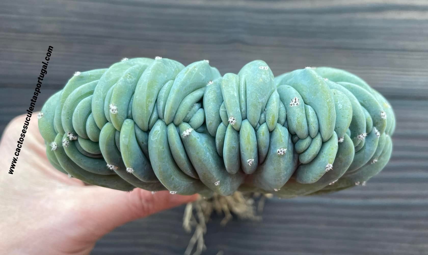 Myrtillocactus geometrizans form. cristata