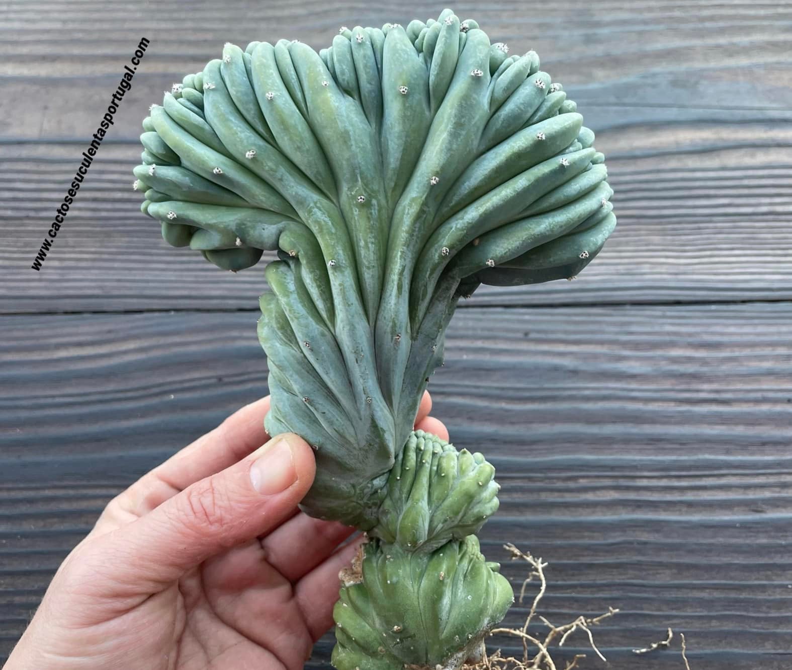 Myrtillocactus geometrizans form. cristata