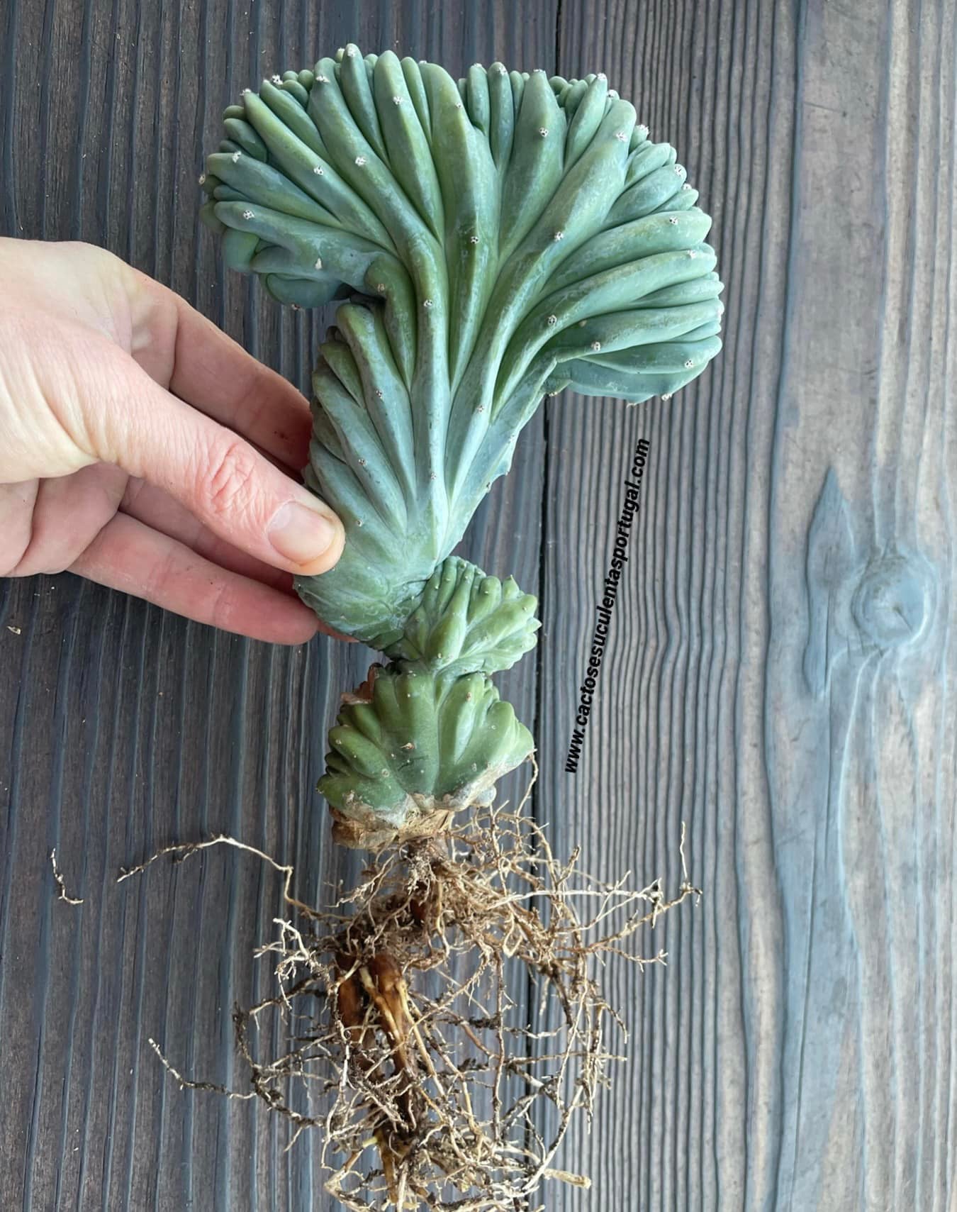 Myrtillocactus geometrizans form. cristata
