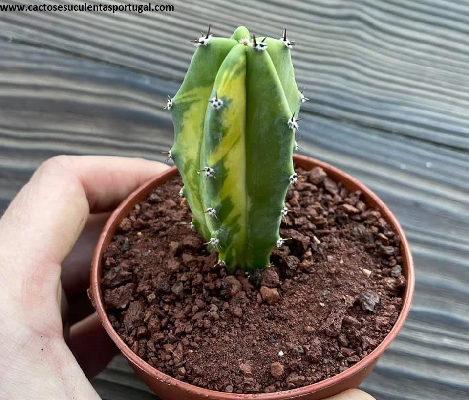 Myrtillocactus geometrizans form. variagata