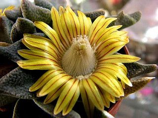 Nananthus vittatus
