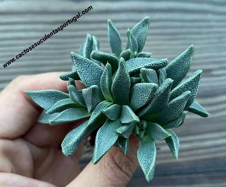 Nananthus vittatus