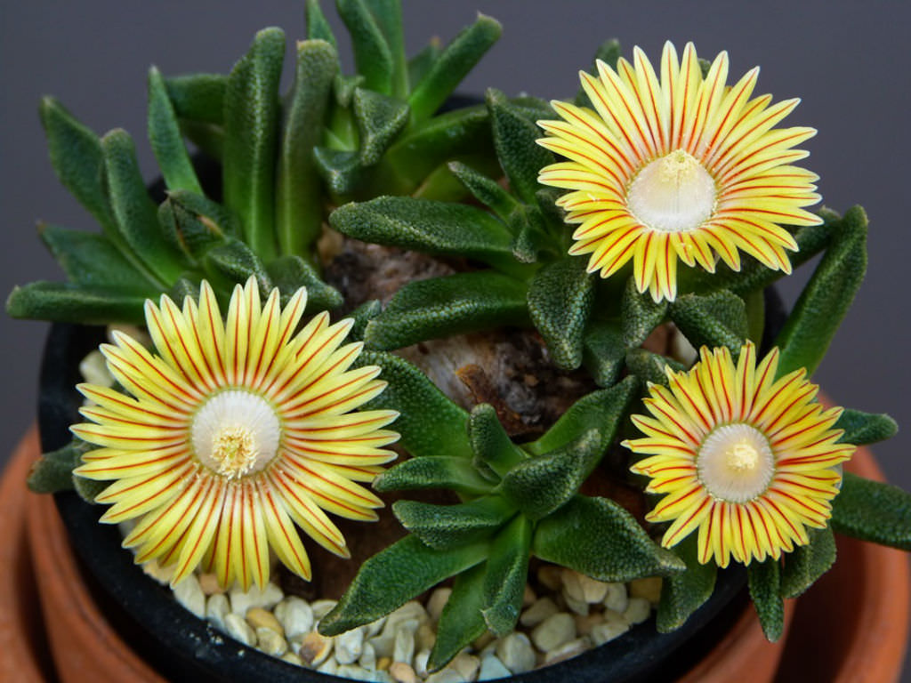 Nananthus vittatus