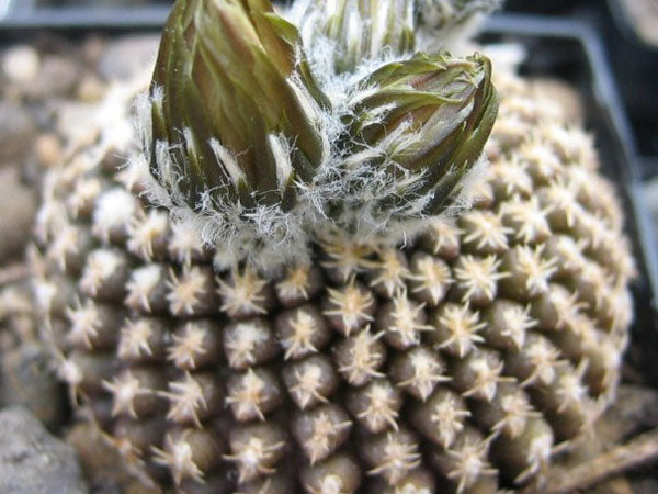 Eriosyce odieri var. reichei