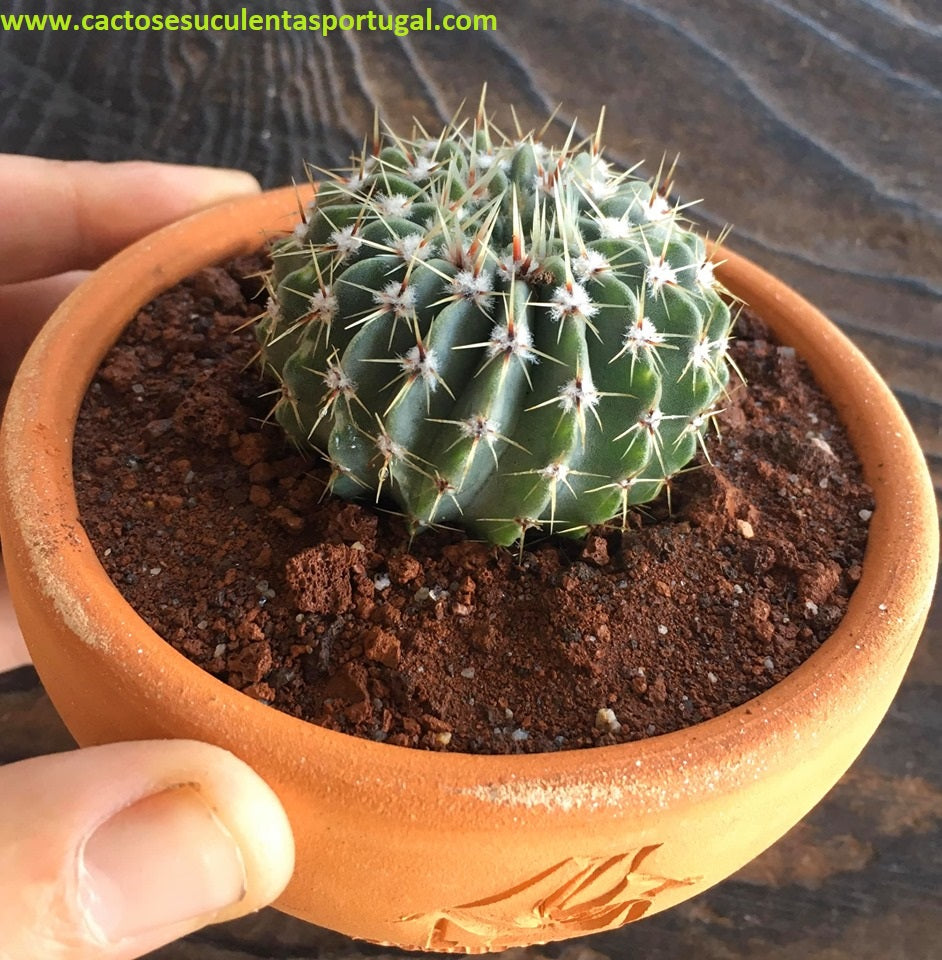Notocactus buiningii
