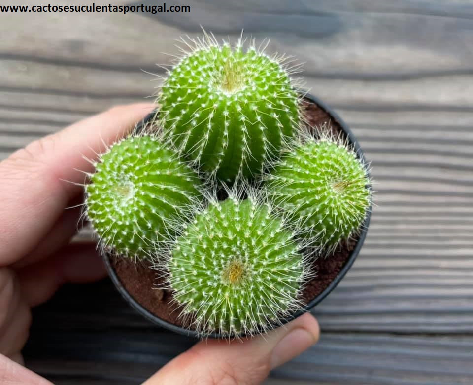 Notocactus leninghausii var. inermis