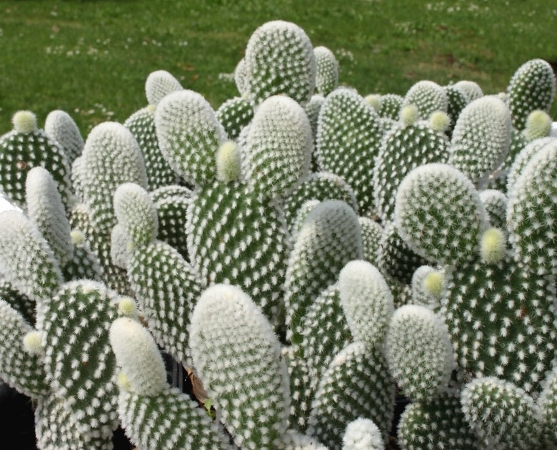 Opuntia microdasys var. Albispina