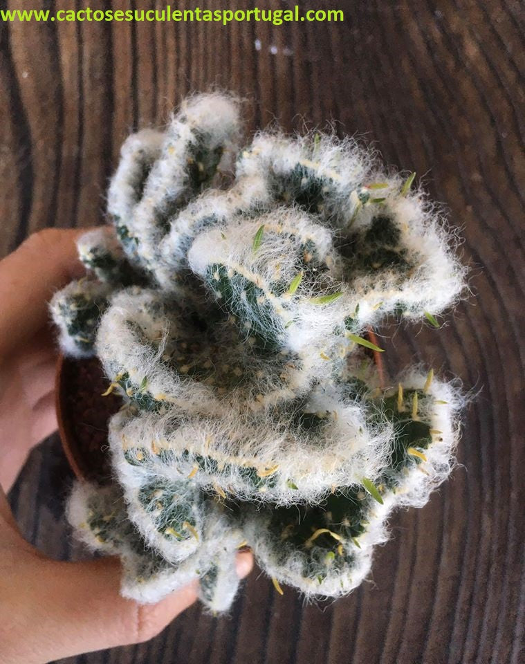 Opuntia vestita cristata