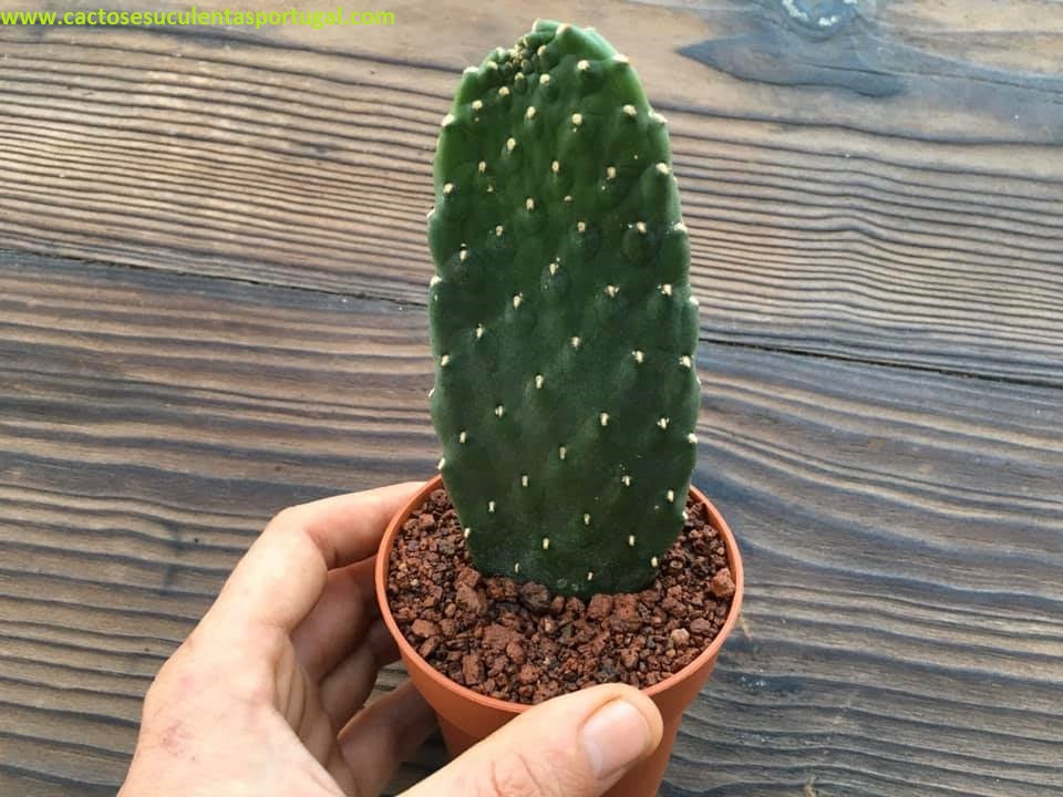Opuntia rubescens (Road Kill Cactus)