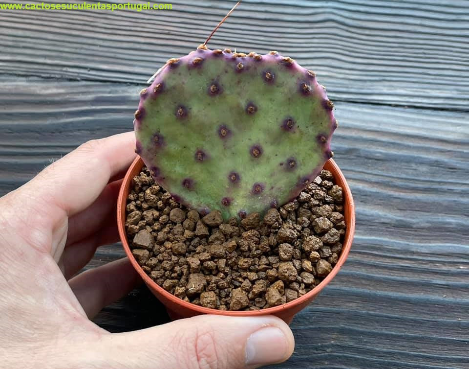 Opuntia violacea v. "Santa Rita"