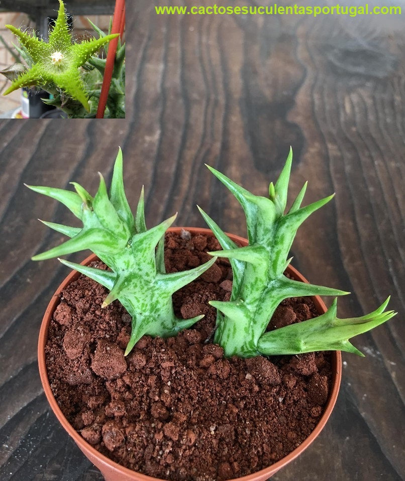 Orbea dummeri
