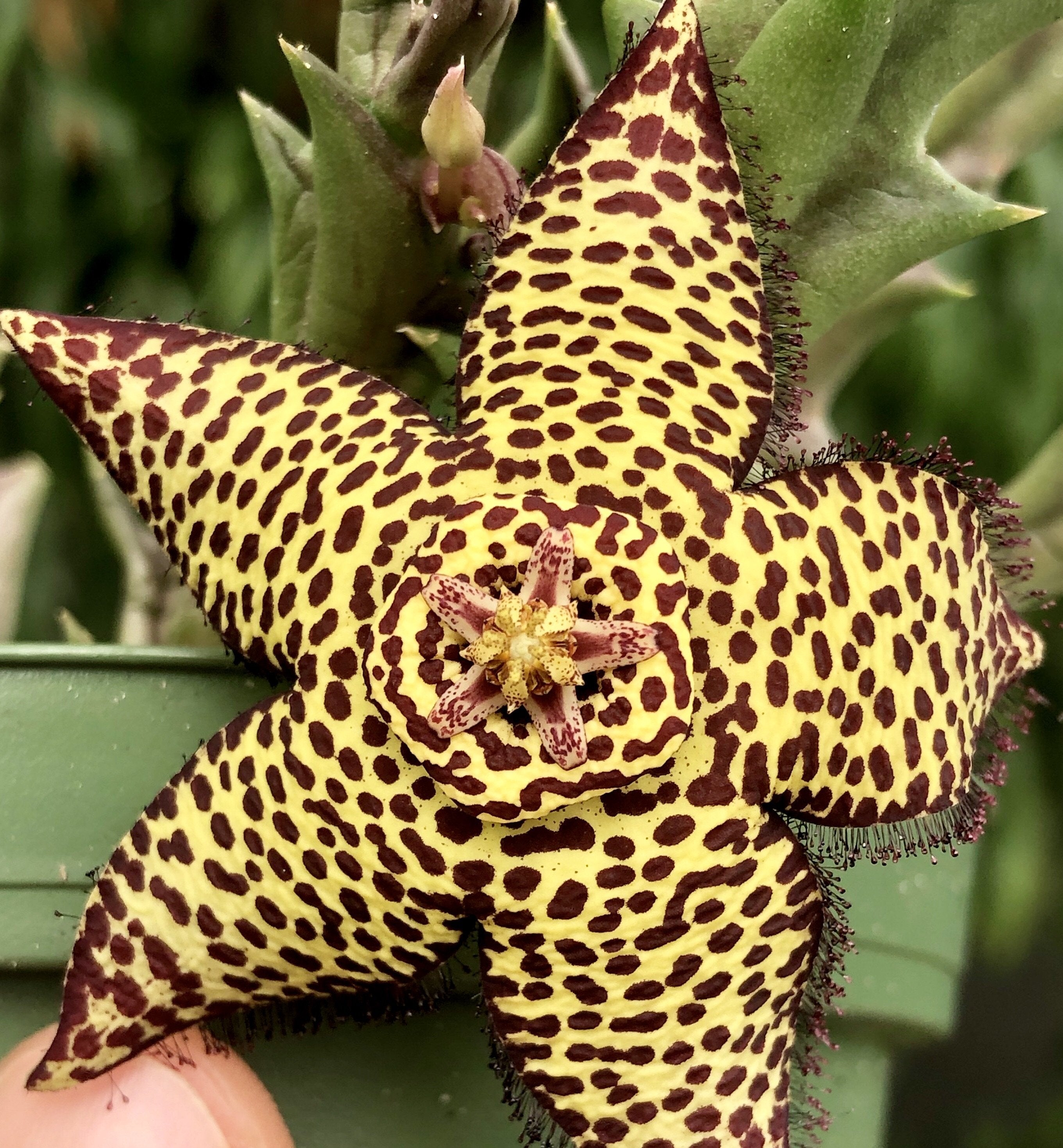 Orbea speciosa