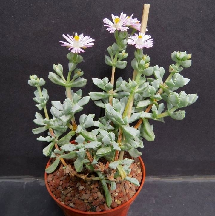 Oscularia deltoides