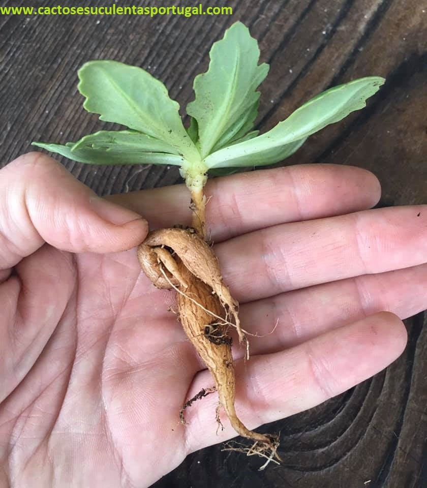 Othonna Tuberosa