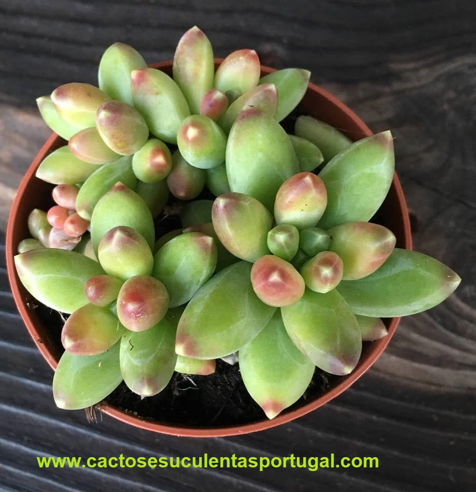 Pachyphytum compactum