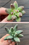 Pachyphytum compactum and Pachyphytum compactum 'Red Tips'