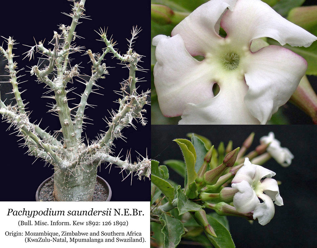Pachypodium saundersii
