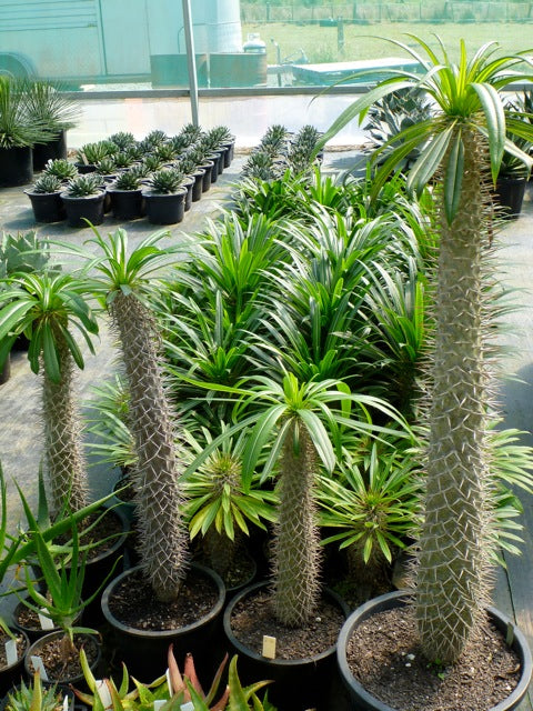Pachypodium lamerei, Madagaskarpalme