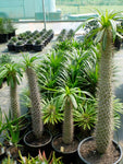 Pachypodium lamerei, palmeira de Madagascar