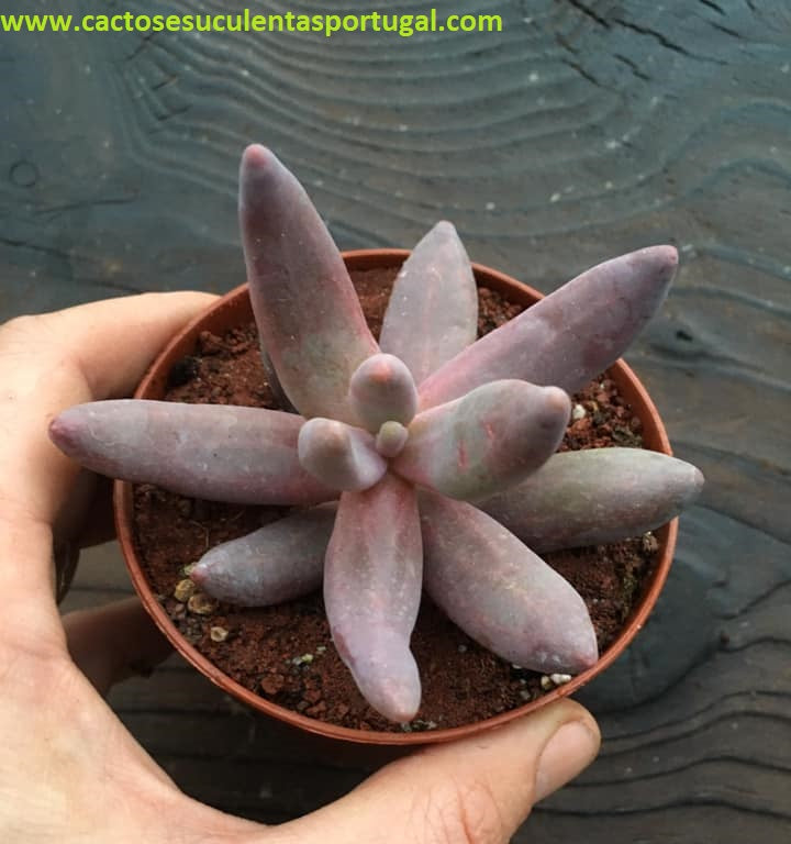 Pachysedum Ganzhou