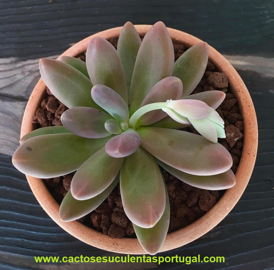Pachyveria Biride