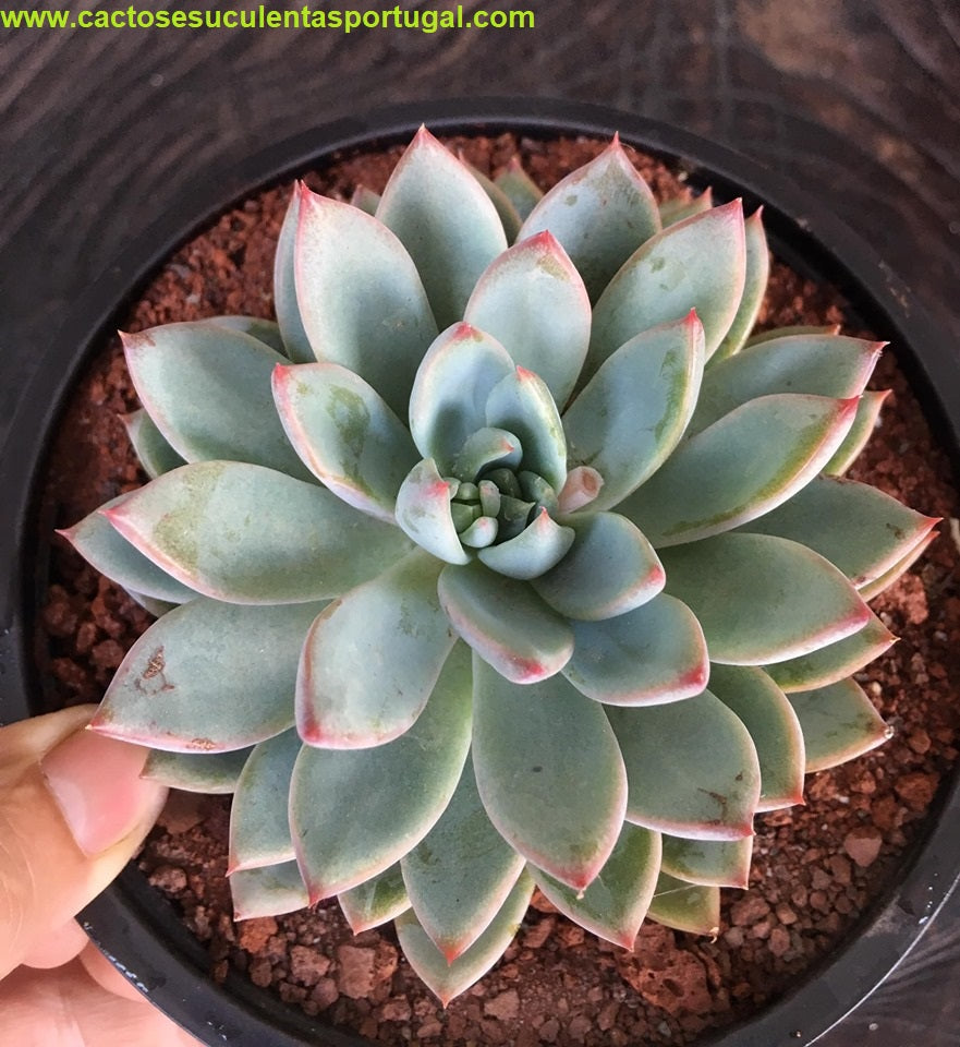 Pachyveria Hanabijin
