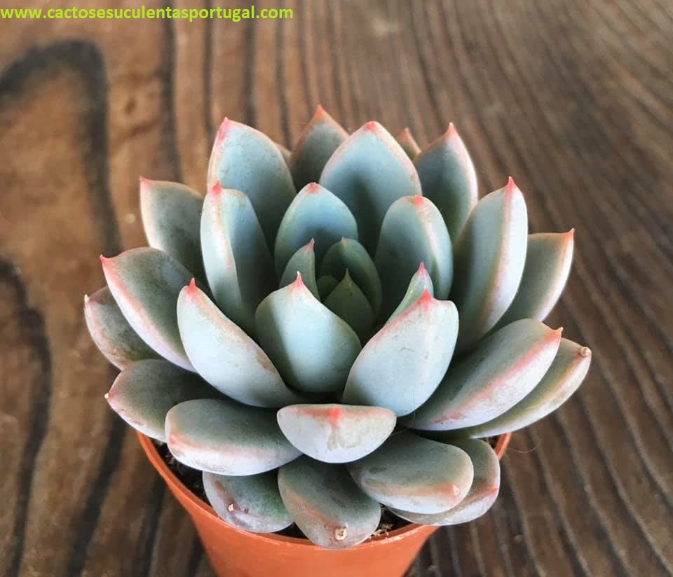 Pachyveria 'Hanabijin'