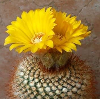 Parodia Aureispina