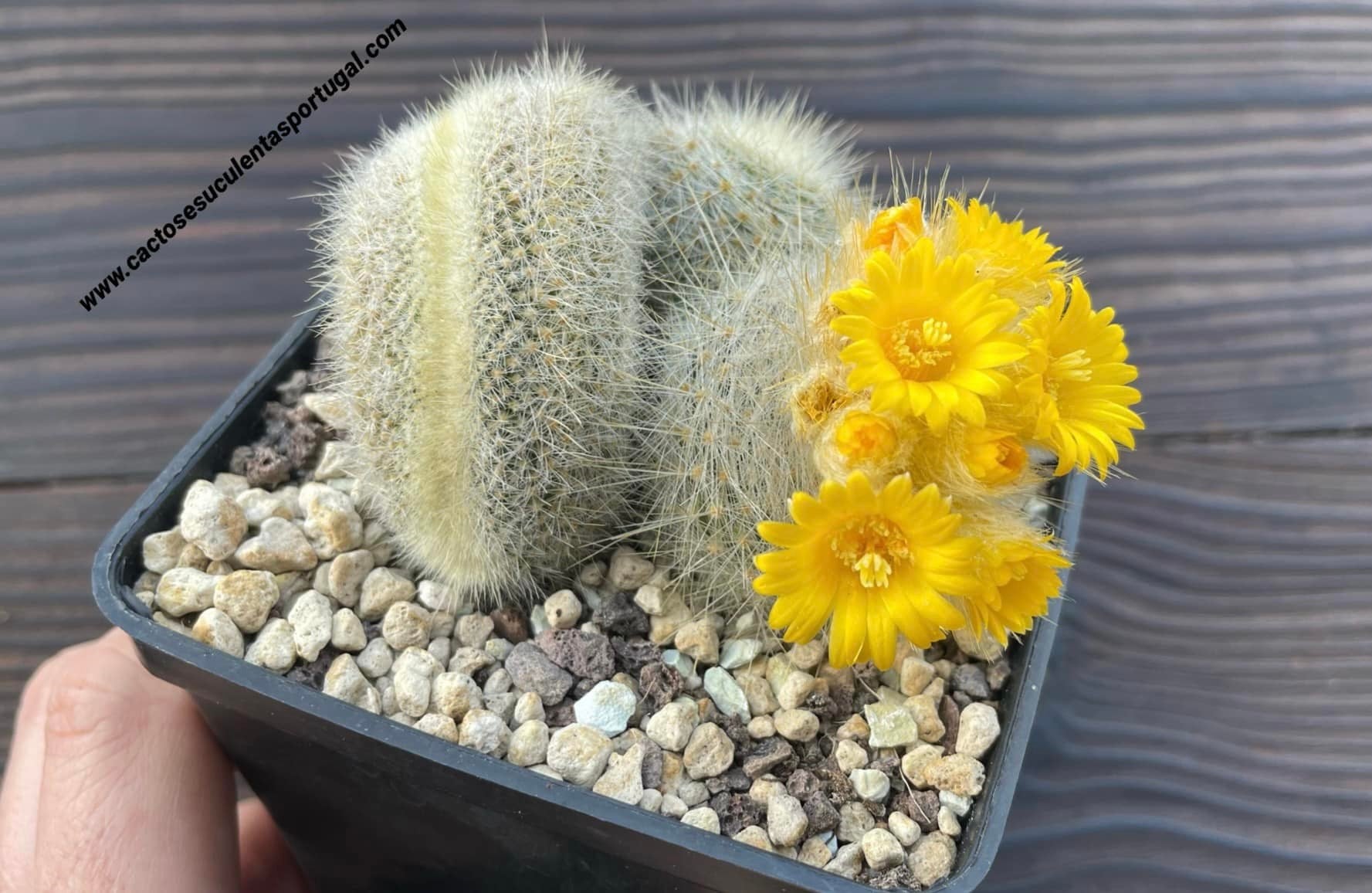 Parodia chrysacanthion form. cristata (Golden Powder Puff) Rare form.