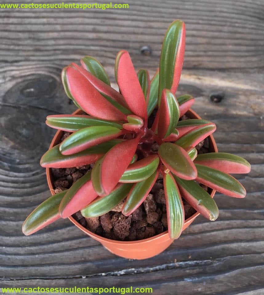 Peperomia Graveolens Ruby Glow