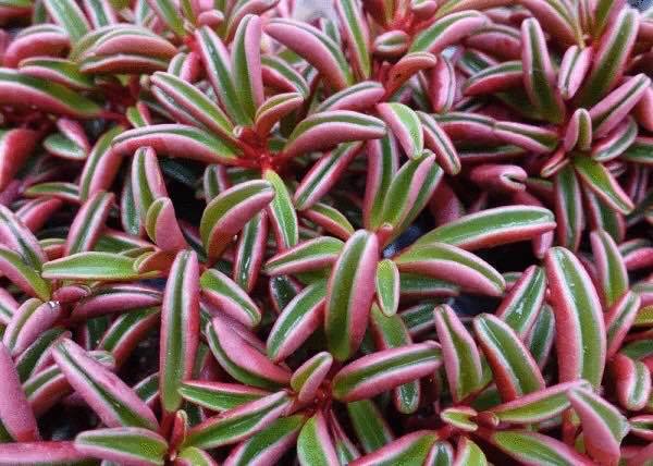 Peperomia Graveolens Ruby Glow