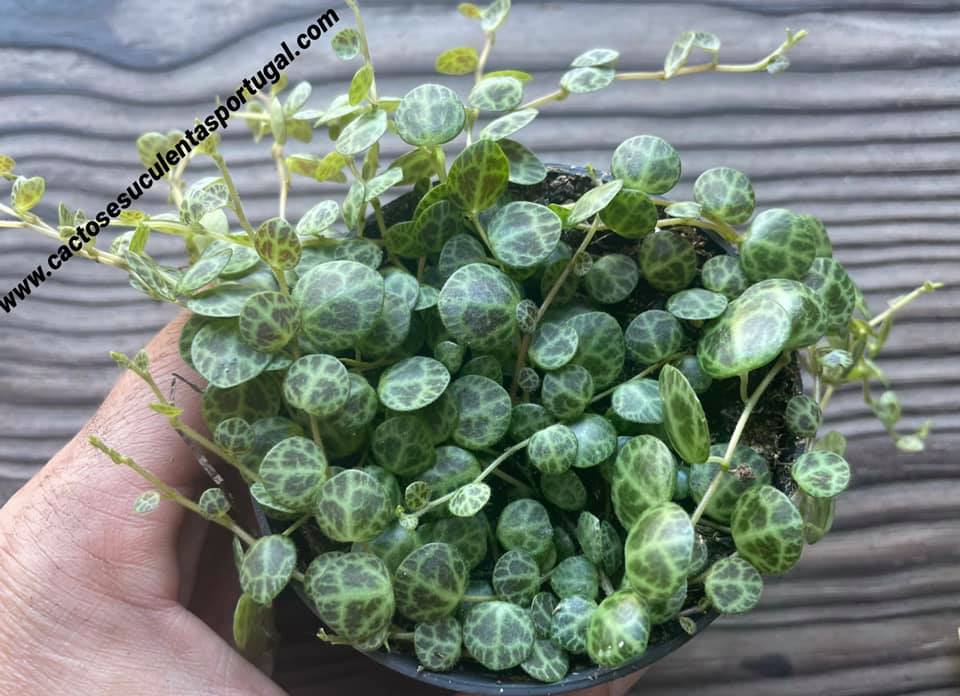 Peperomia prostrata 'colar de tartarugas', extra ramificado