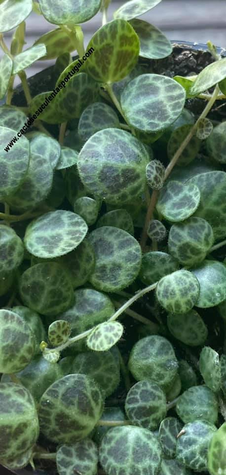 Peperomia prostrata 'colar de tartarugas', extra ramificado